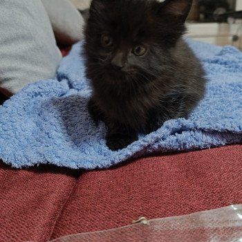 chaton Maine coon black chatterie du LOUP D'ORCOON