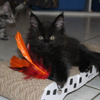 chaton Maine coon black Ubee chatterie du LOUP D'ORCOON