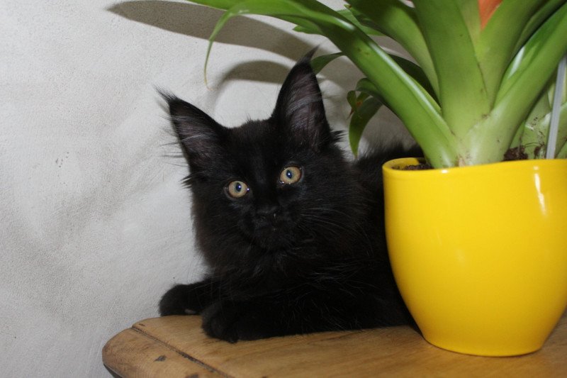Ubee du LOUP  D 'ORCOON Mâle Maine coon
