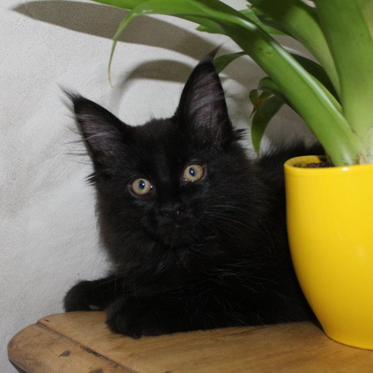 Ubee du LOUP  D 'ORCOON Mâle Maine coon