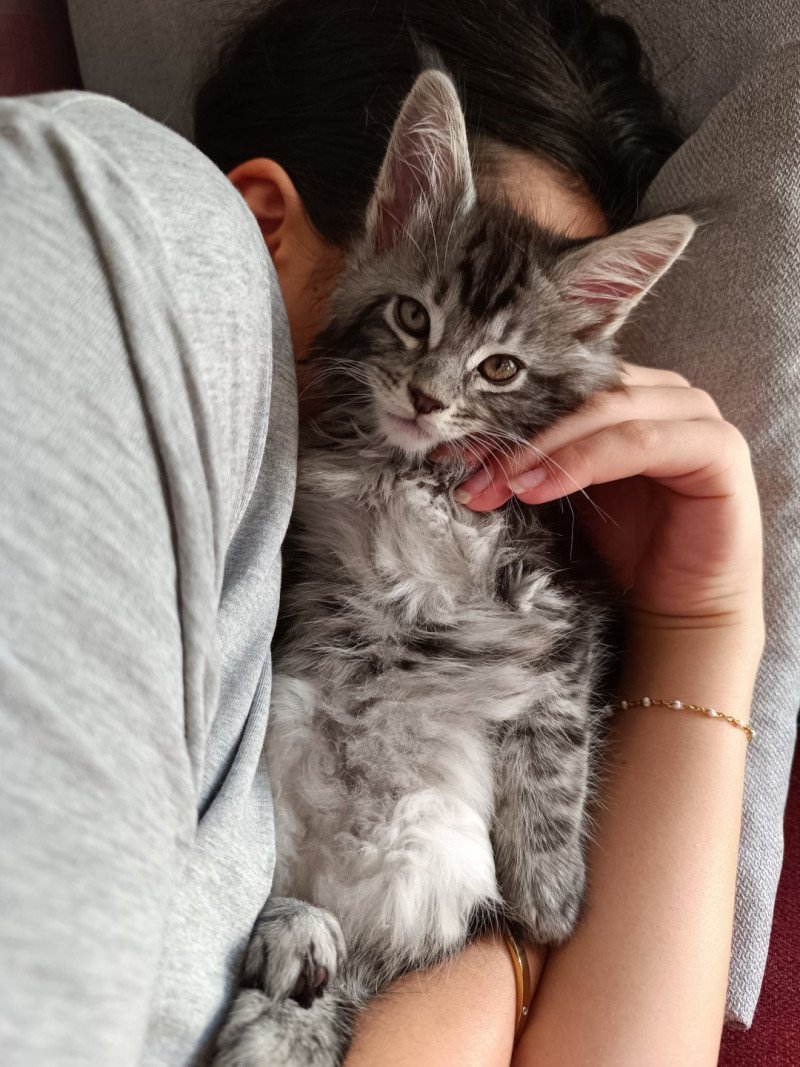 Ultra du LOUP  D 'ORCOON Mâle Maine coon