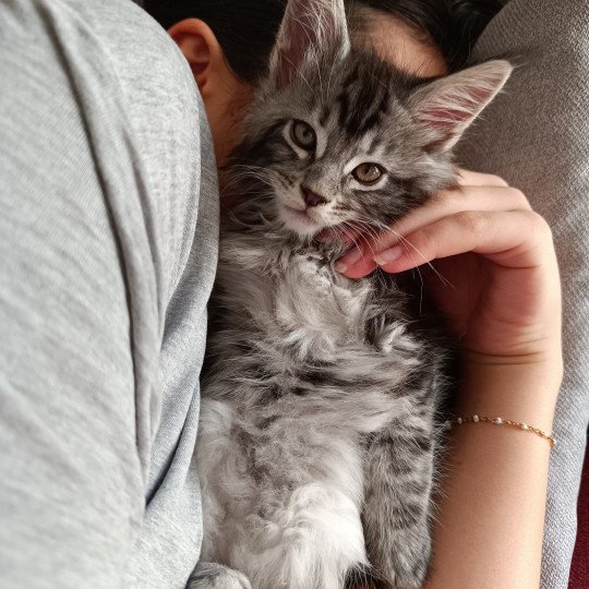 Ultra du LOUP  D 'ORCOON Mâle Maine coon