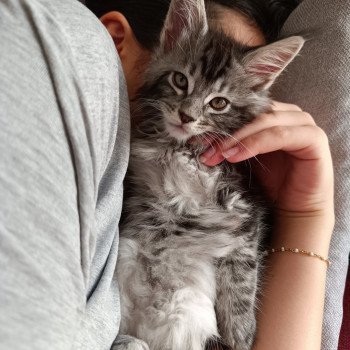 chaton Maine coon black silver blotched tabby chatterie du LOUP D'ORCOON