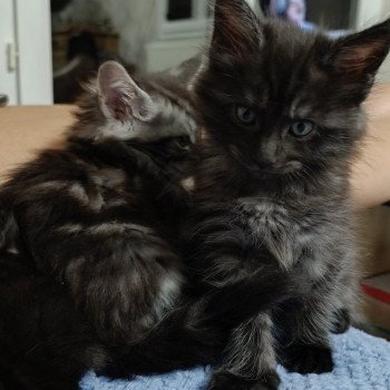 chaton Maine coon black smoke chatterie du LOUP D'ORCOON