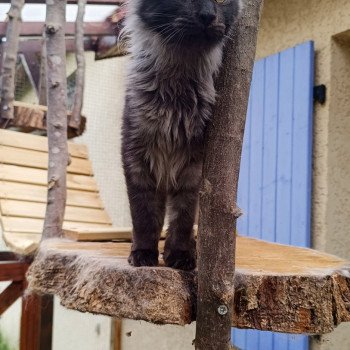 chaton Maine coon black smoke U'Smoke chatterie du LOUP D'ORCOON