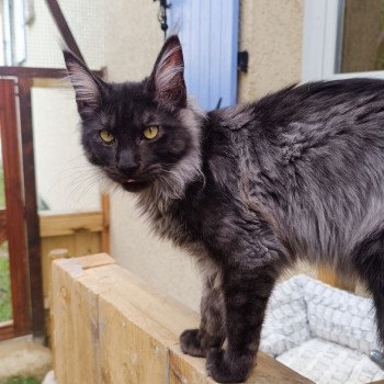 chaton Maine coon black smoke U'Smoke chatterie du LOUP D'ORCOON
