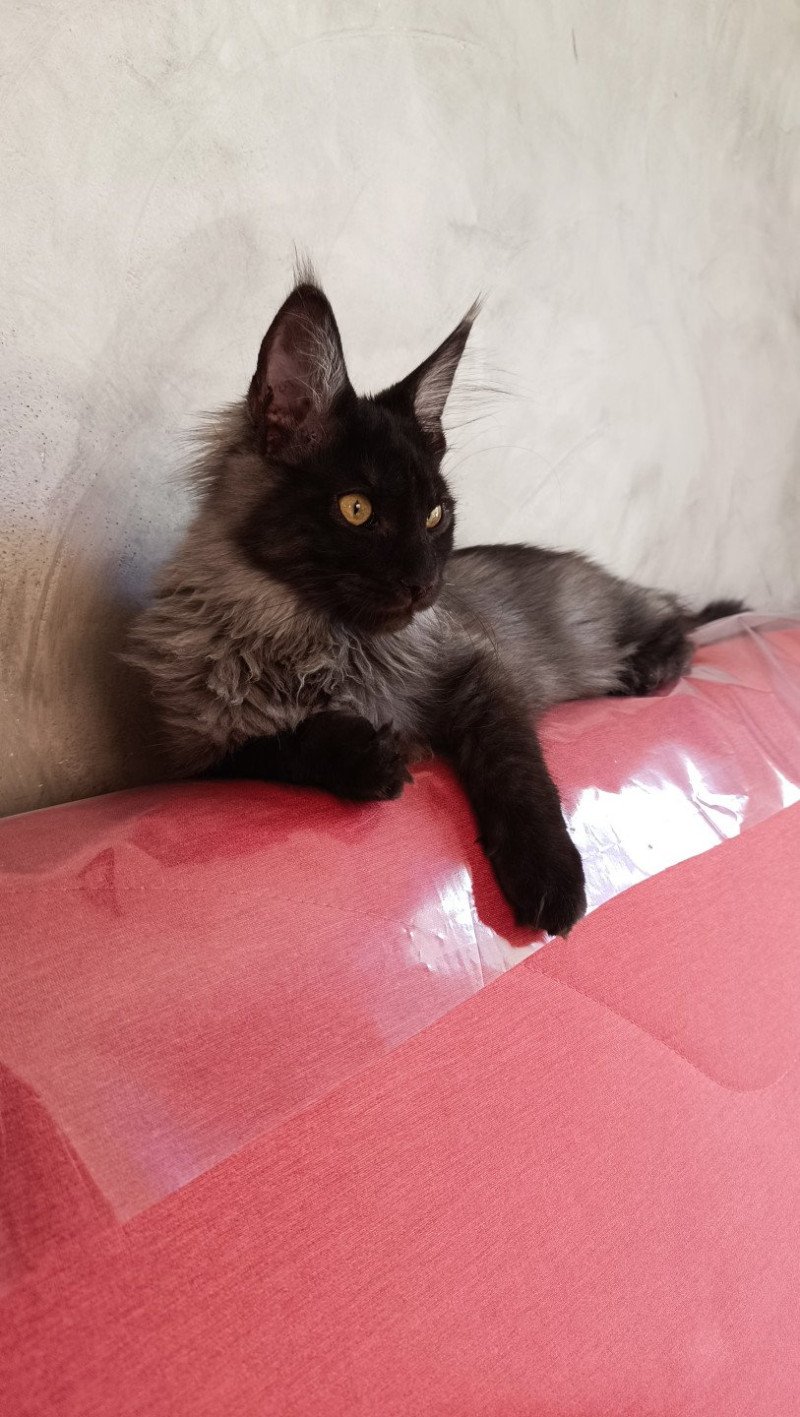U'Smoke du LOUP  D 'ORCOON Mâle Maine coon