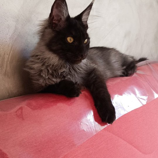 U'Smoke du LOUP  D 'ORCOON Mâle Maine coon