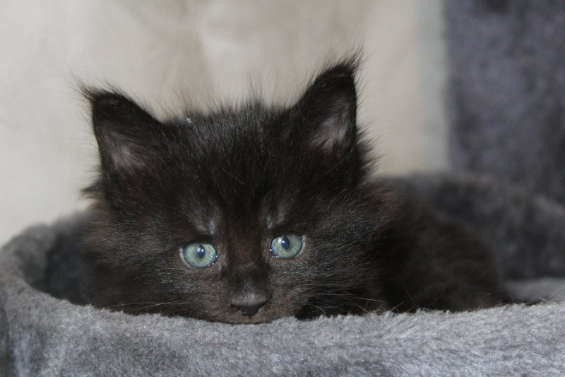 U'Yzia du LOUP D 'ORCOON Femelle Maine coon