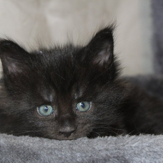 U'Yzia du LOUP D 'ORCOON Femelle Maine coon