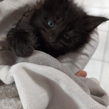 chaton Maine coon black smoke YZIA du loup d'orcoon chatterie du LOUP D'ORCOON