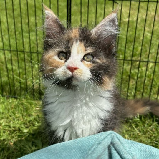 Wizzy du LOUP D 'ORCOON Femelle Maine coon