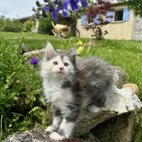 Vanille du LOUP D 'ORCOON Femelle Maine coon