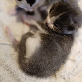 chaton Maine coon blue & blanc chatterie du LOUP D'ORCOON chaton Maine coon blue & blanc chatterie du LOUP D'ORCOON