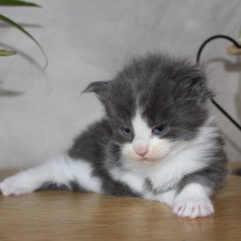 chaton Maine coon blue & blanc chatterie du LOUP D'ORCOON chaton Maine coon blue & blanc chatterie du LOUP D'ORCOON