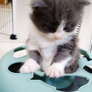 chaton Maine coon blue & blanc chatterie du LOUP D'ORCOON chaton Maine coon blue & blanc chatterie du LOUP D'ORCOON