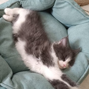 chaton Maine coon blue & blanc Willow chatterie du LOUP D'ORCOON chaton Maine coon blue & blanc Willow chatterie du LOUP D'ORCOON