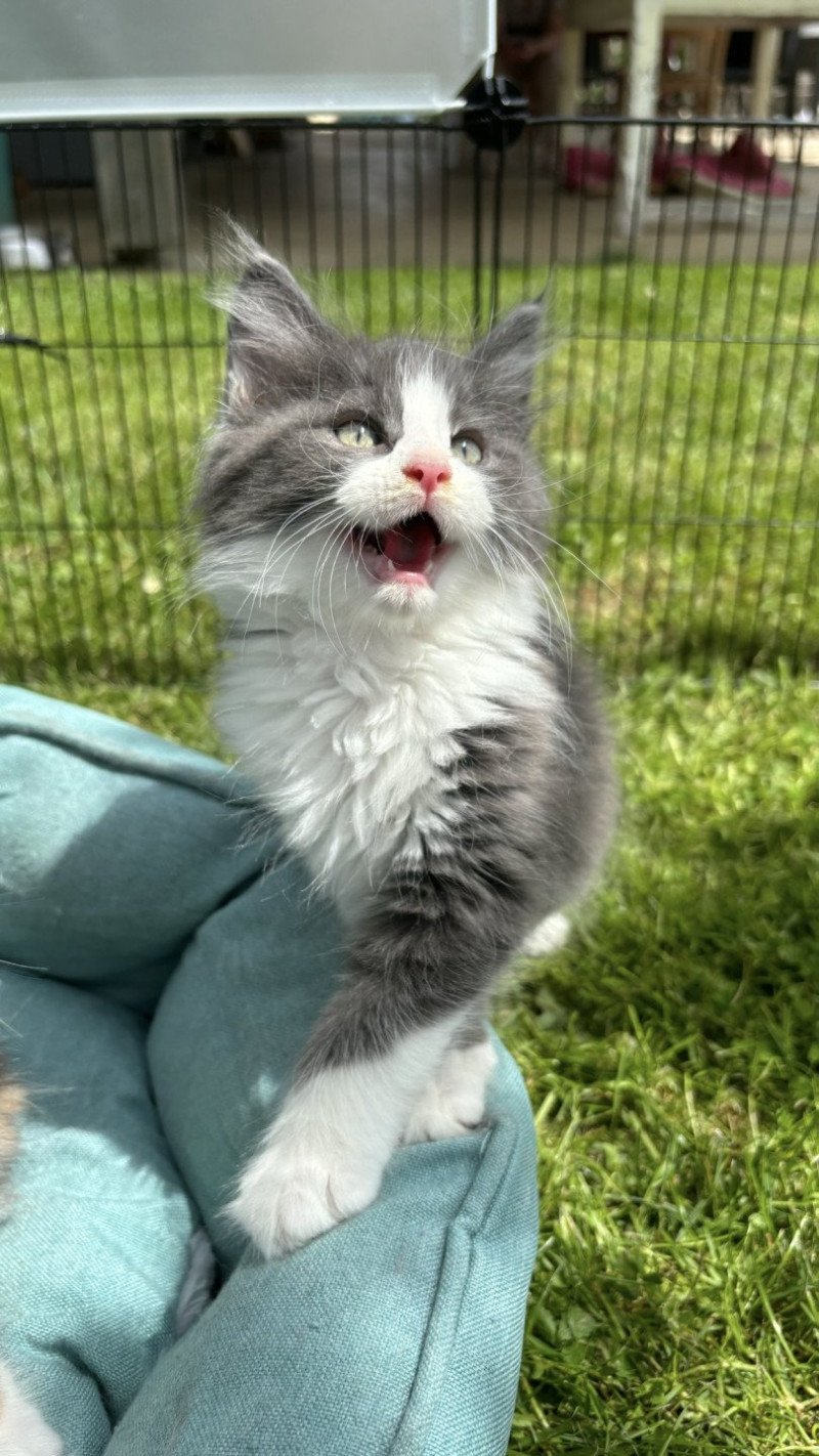 Willow du LOUP D 'ORCOON Mâle Maine coon Willow du LOUP D 'ORCOON Mâle Maine coon