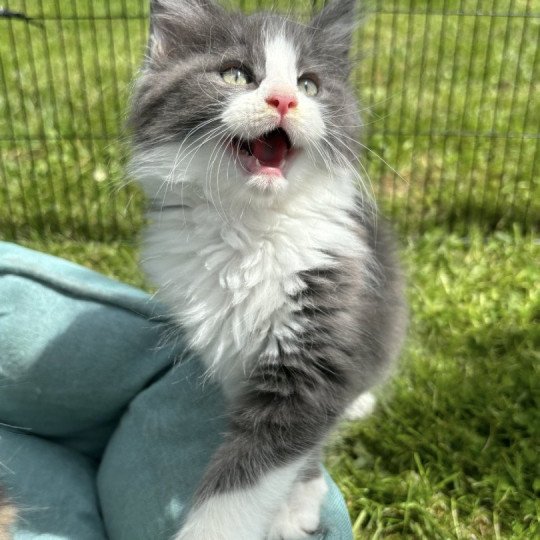 Willow du LOUP D 'ORCOON Mâle Maine coon