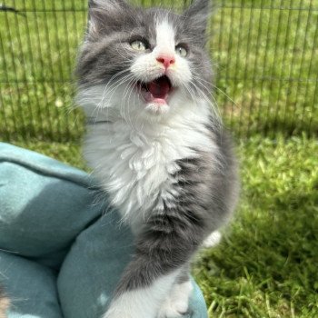 chaton Maine coon blue & blanc Willow Chatterie du Loup d'Orcoon chaton Maine coon blue & blanc Willow Chatterie du Loup d'Orcoon