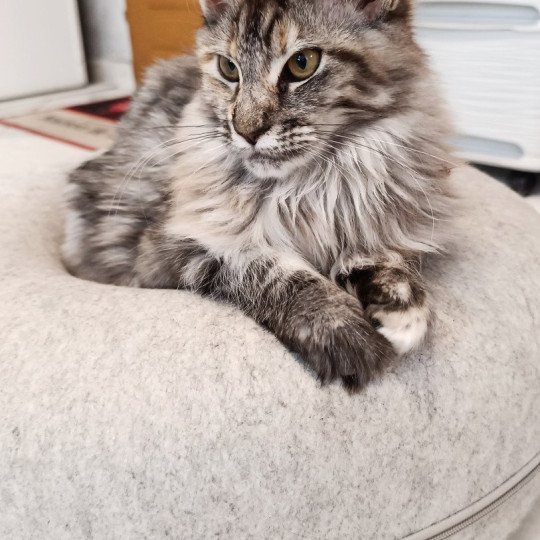 Wipsy du LOUP D 'ORCOON Femelle Maine coon