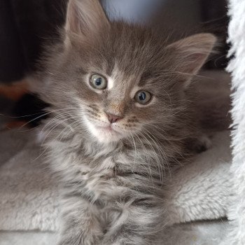 chaton Maine coon blue tabby Chatterie du Loup d'Orcoon chaton Maine coon blue tabby Chatterie du Loup d'Orcoon