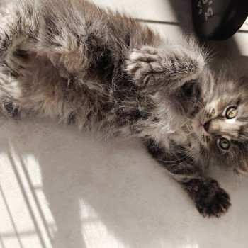 chaton Maine coon blue tabby Waiko Chatterie du Loup d'Orcoon chaton Maine coon blue tabby Waiko Chatterie du Loup d'Orcoon