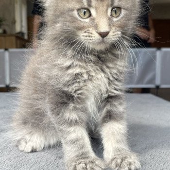 chaton Maine coon blue blotched tabby Waiko Chatterie du Loup d'Orcoon chaton Maine coon blue blotched tabby Waiko Chatterie du Loup d'Orcoon