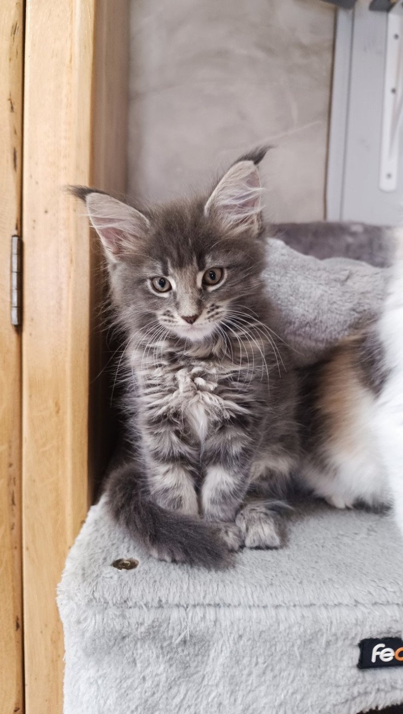 Waiko du Loup d'Orcoon Mâle Maine coon