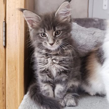 chaton Maine coon blue blotched tabby Waiko Chatterie du Loup d'Orcoon chaton Maine coon blue blotched tabby Waiko Chatterie du Loup d'Orcoon
