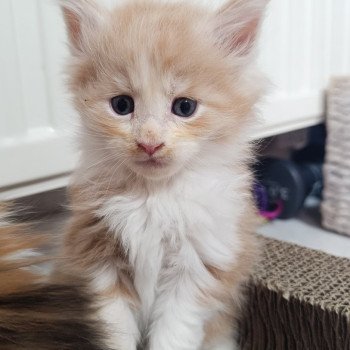 chaton Maine coon cream & blanc 2 eme chaton tendo Chatterie du Loup d'Orcoon chaton Maine coon cream & blanc 2 eme chaton tendo Chatterie du Loup d'Orcoon