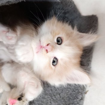 chaton Maine coon cream & blanc 2 eme chaton tendo Chatterie du Loup d'Orcoon chaton Maine coon cream & blanc 2 eme chaton tendo Chatterie du Loup d'Orcoon