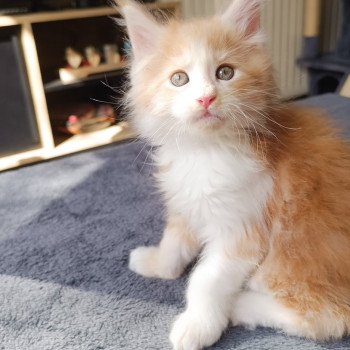 chaton Maine coon red & blanc Yoko Chatterie du Loup d'Orcoon chaton Maine coon red & blanc Yoko Chatterie du Loup d'Orcoon