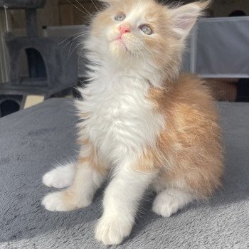 chaton Maine coon red silver blotched tabby & blanc Yoko Chatterie du Loup d'Orcoon chaton Maine coon red silver blotched tabby & blanc Yoko Chatterie du Loup d'Orcoon