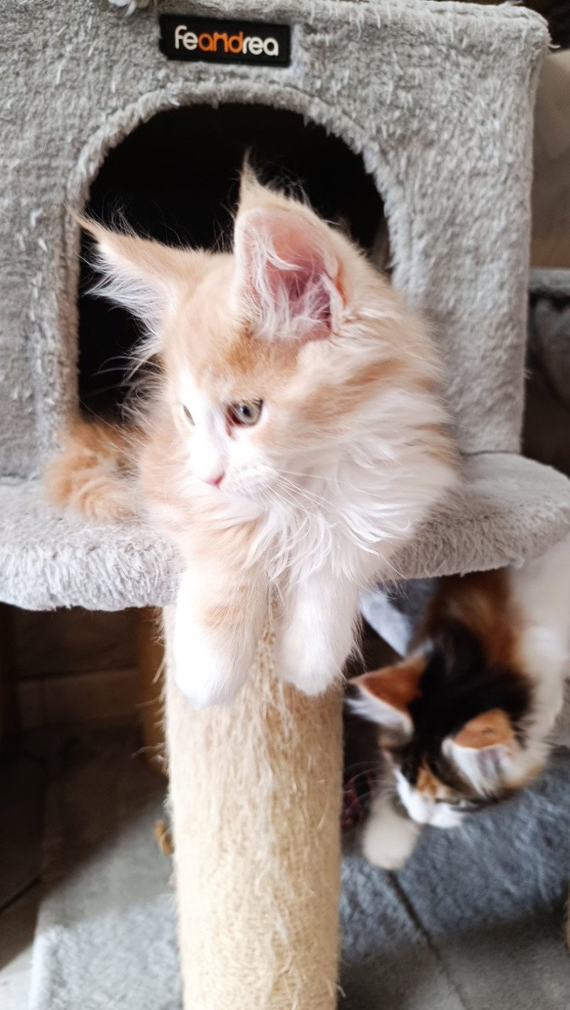 Yoko du Loup d'Orcoon Mâle Maine coon