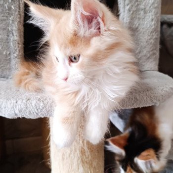 chaton Maine coon red silver blotched tabby & blanc Yoko Chatterie du Loup d'Orcoon chaton Maine coon red silver blotched tabby & blanc Yoko Chatterie du Loup d'Orcoon