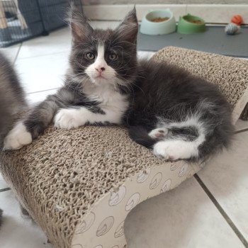 chaton Maine coon black smoke & blanc Zenkō Chatterie du Loup d'Orcoon chaton Maine coon black smoke & blanc Zenkō Chatterie du Loup d'Orcoon