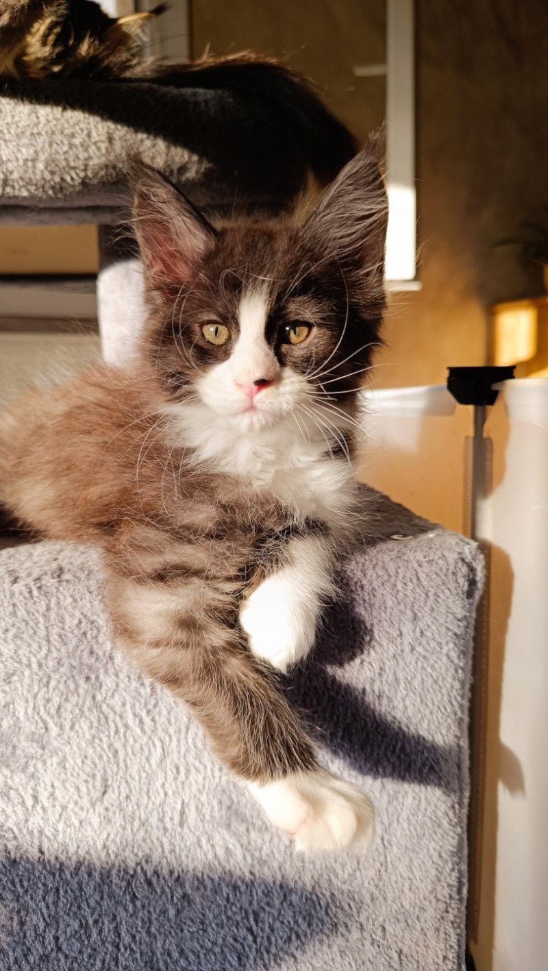 Zenkō du Loup d'Orcoon Mâle Maine coon