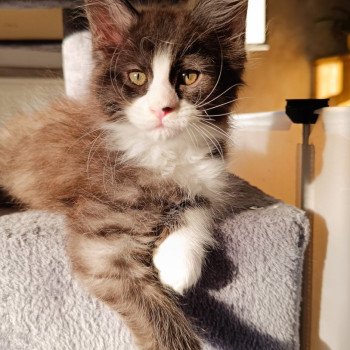chaton Maine coon black smoke & blanc Zenkō Chatterie du Loup d'Orcoon chaton Maine coon black smoke & blanc Zenkō Chatterie du Loup d'Orcoon