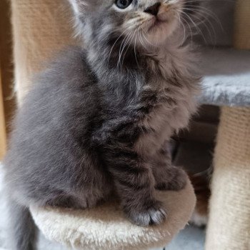 chaton Maine coon blue tabby Chatterie du Loup d'Orcoon chaton Maine coon blue tabby Chatterie du Loup d'Orcoon