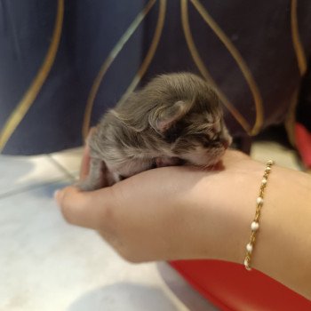 chaton Maine coon blue tabby Chatterie du Loup d'Orcoon chaton Maine coon blue tabby Chatterie du Loup d'Orcoon