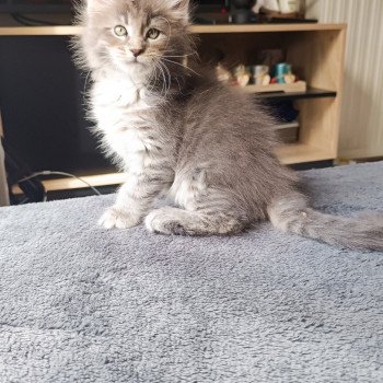 chaton Maine coon blue tabby Zenji Chatterie du Loup d'Orcoon chaton Maine coon blue tabby Zenji Chatterie du Loup d'Orcoon