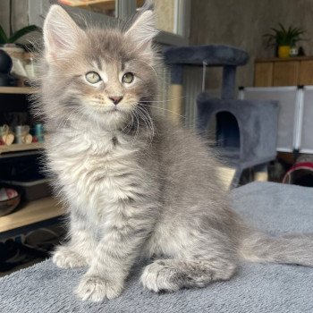 chaton Maine coon blue blotched tabby Zenji Chatterie du Loup d'Orcoon chaton Maine coon blue blotched tabby Zenji Chatterie du Loup d'Orcoon