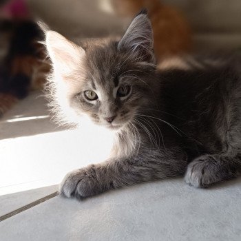 chaton Maine coon blue mackerel tabby Zenji Chatterie du Loup d'Orcoon chaton Maine coon blue mackerel tabby Zenji Chatterie du Loup d'Orcoon