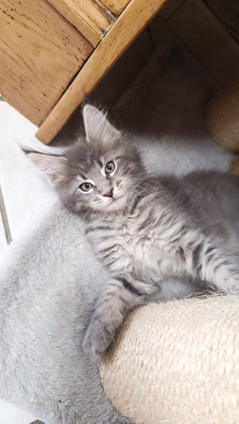 Zenji du Loup d'Orcoon Mâle Maine coon