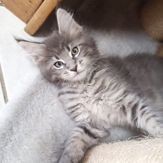 Zenji du Loup d'Orcoon Mâle Maine coon