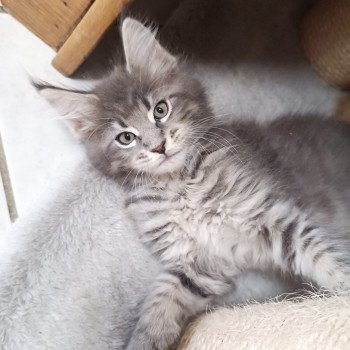 chaton Maine coon blue mackerel tabby Zenji Chatterie du Loup d'Orcoon chaton Maine coon blue mackerel tabby Zenji Chatterie du Loup d'Orcoon