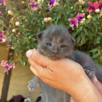 chaton Maine coon blue Chatterie du Loup d'Orcoon chaton Maine coon blue Chatterie du Loup d'Orcoon