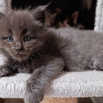 chaton Maine coon blue Chatterie du Loup d'Orcoon chaton Maine coon blue Chatterie du Loup d'Orcoon