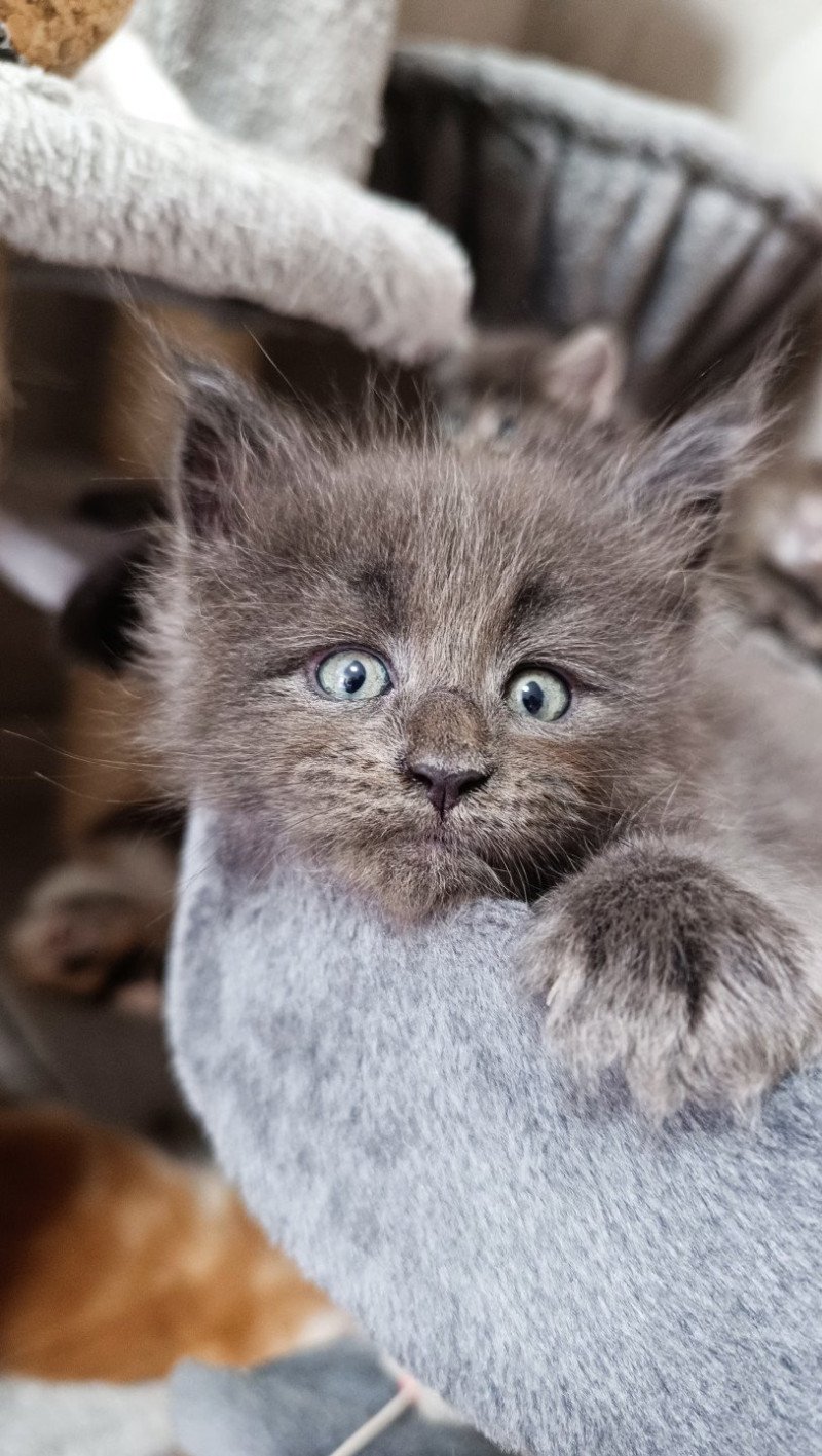 W'Blueberry du Loup d'Orcoon Mâle Maine coon